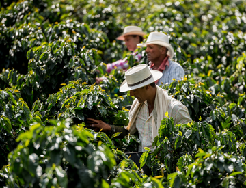 Robusta, arabica, coffee near me, coffee to go, coffee delivered, coffee subscription, fresh roasted coffee, blog, mello beans