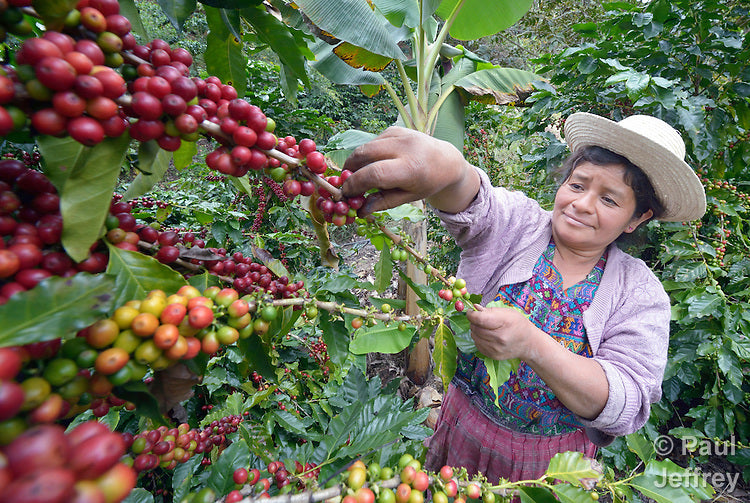 coffee near me, women in coffee, guatemala, coffee sharing, coffee farming, woman's rights, equal pay, farming, coffee