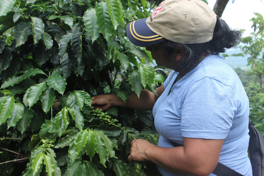 Guatemalan woman harvesting coffee