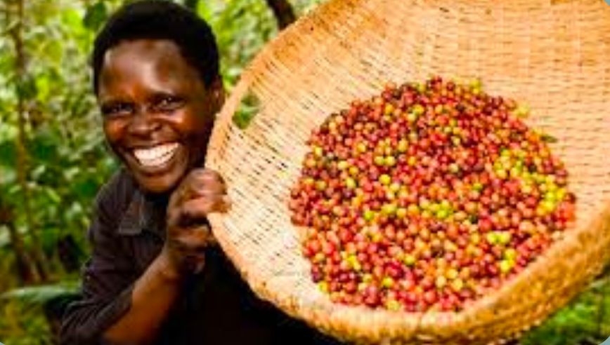 mello beans, coffee roasting, fair trading, coffee farming, coffee, coffee near me, coffee subscription, coffee delivery, farming